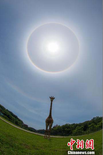 重慶で珍しい自然現象「日暈」観測　動物たちとのコラボ写真も