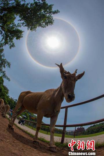 重慶で珍しい自然現象「日暈」観測　動物たちとのコラボ写真も
