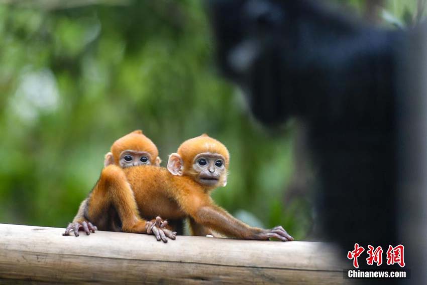 広州の動物園で生活する世界初のフランソワルトンの雌雄双子の赤ちゃん
