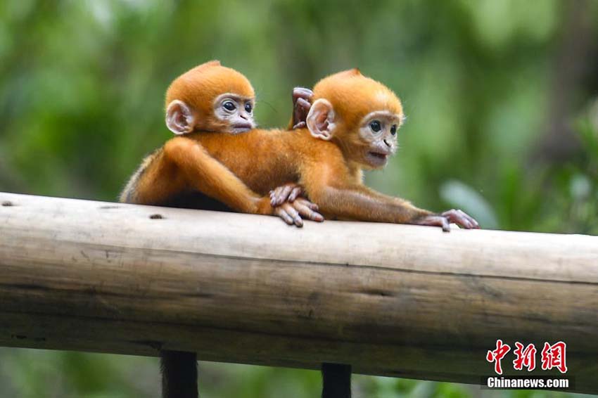 広州の動物園で生活する世界初のフランソワルトンの雌雄双子の赤ちゃん 人民網日本語版 人民日報