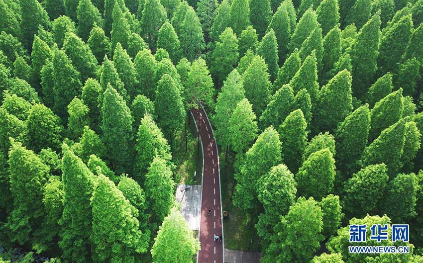 青々とした森林広がる絶景　江蘇省の黄海国家森林公園