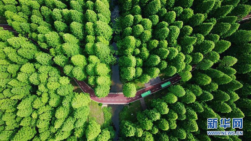 青々とした森林広がる絶景　江蘇省の黄海国家森林公園