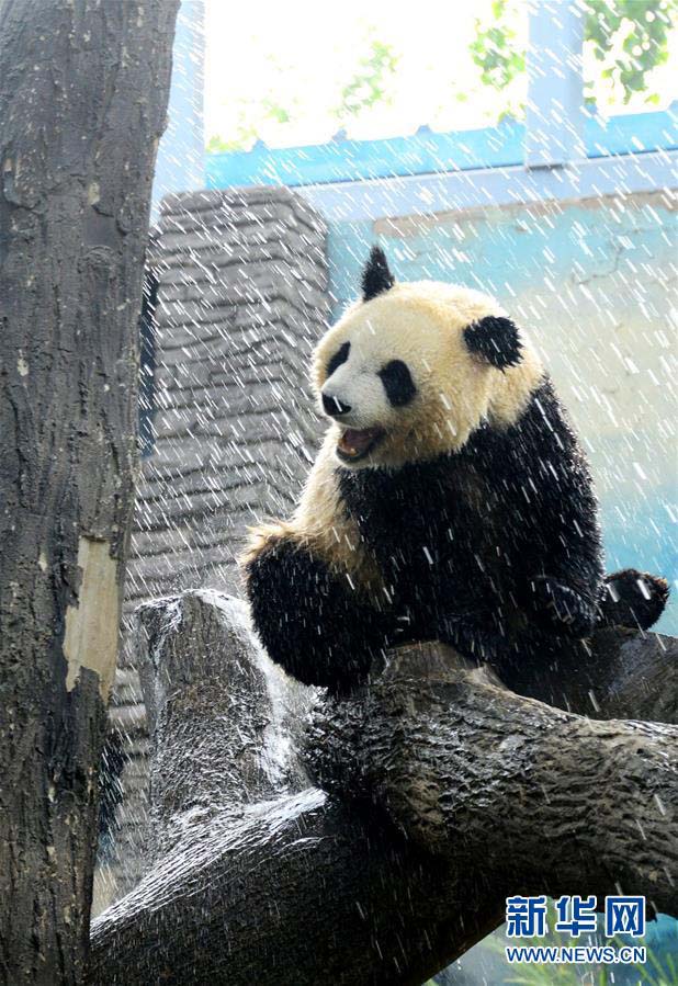 北京で気温が急上昇　パンダは水浴びで暑気払い