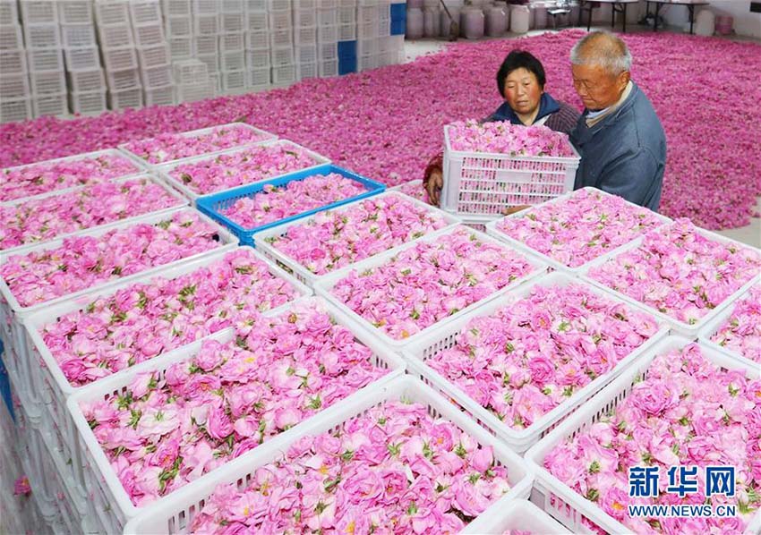 バラの香りと共に豊かさ目指す　江蘇省海安市の食用バラ産業