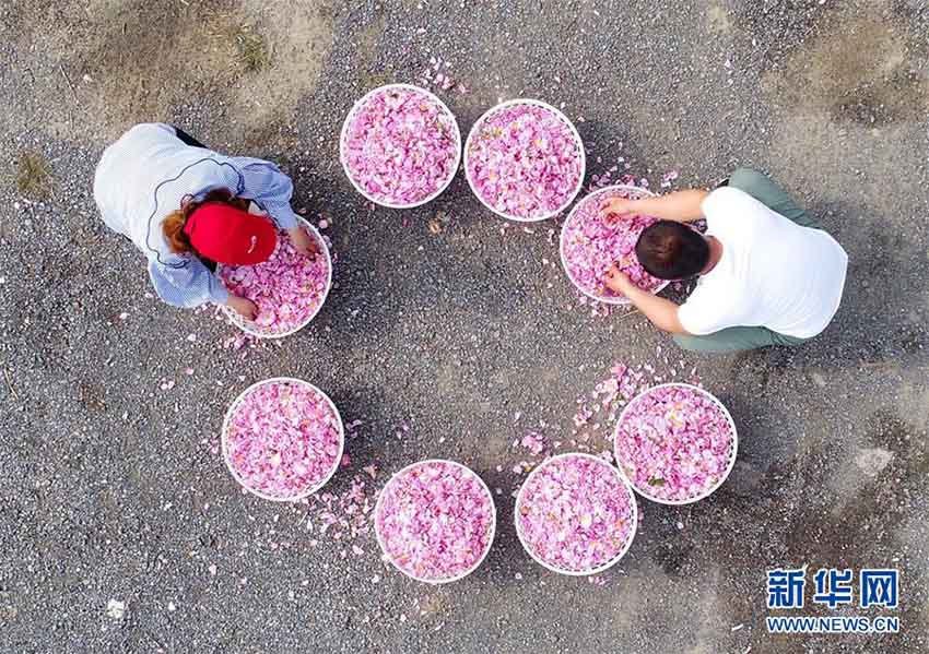 バラの香りと共に豊かさ目指す　江蘇省海安市の食用バラ産業