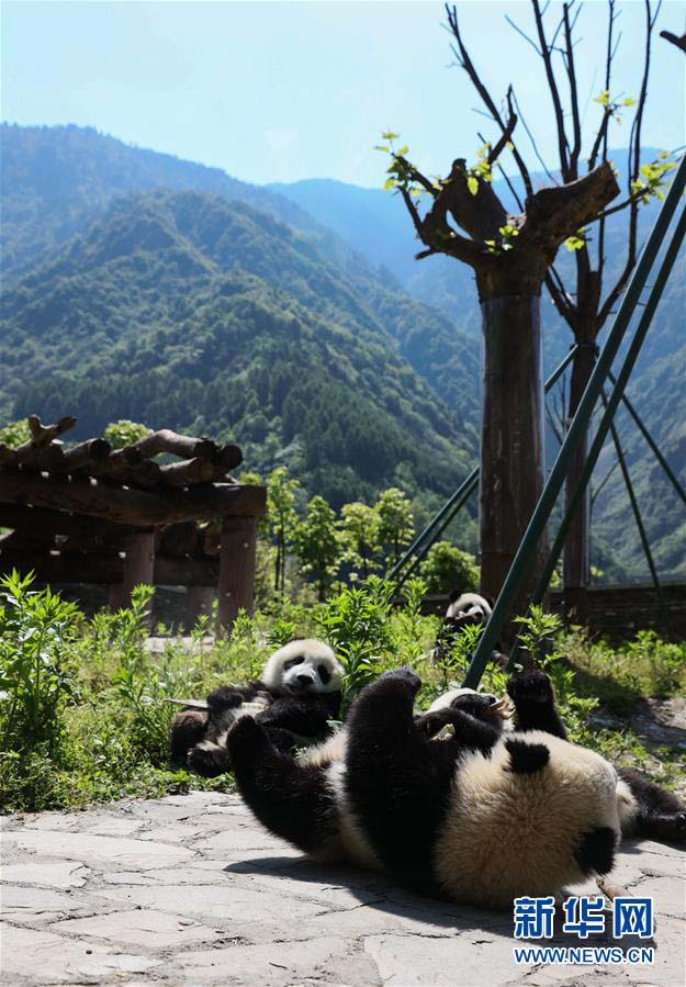青々とした山々に囲まれたパンダの「幼稚園」