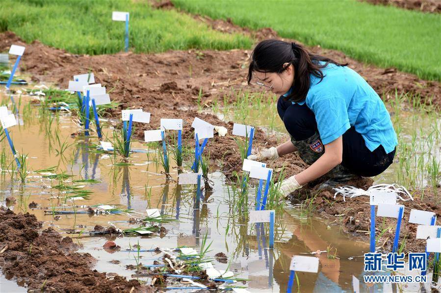 青島市で実験用の海水稲の栽培を開始