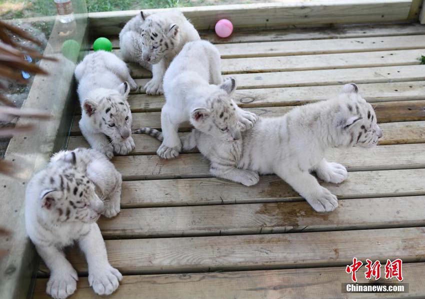 済南野生動物世界で5つ子のホワイトタイガーの赤ちゃん公開　山東省