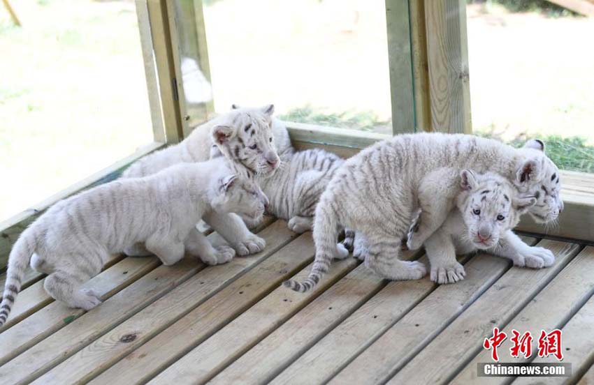 済南野生動物世界で5つ子のホワイトタイガーの赤ちゃん公開　山東省