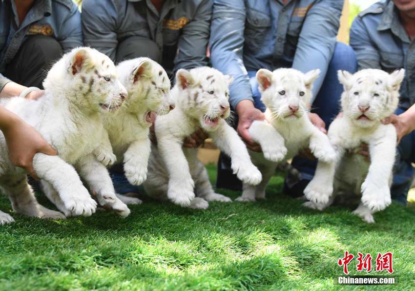 済南野生動物世界で5つ子のホワイトタイガーの赤ちゃん公開　山東省