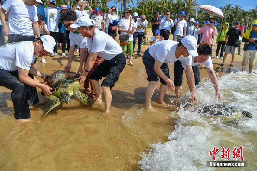 「世界亀の日」にウミガメ37匹を海に放す　海南省
