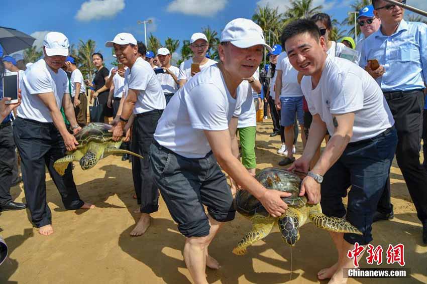 「世界亀の日」にウミガメ37匹を海に放す　海南省