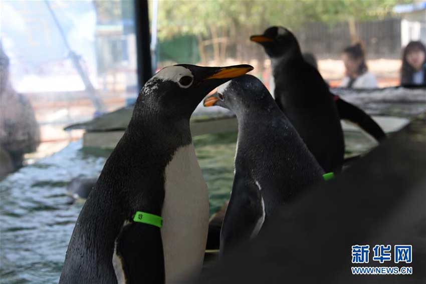 人気者のペンギンたち「ツアーカー」で黒竜江省巡回ツアーへ