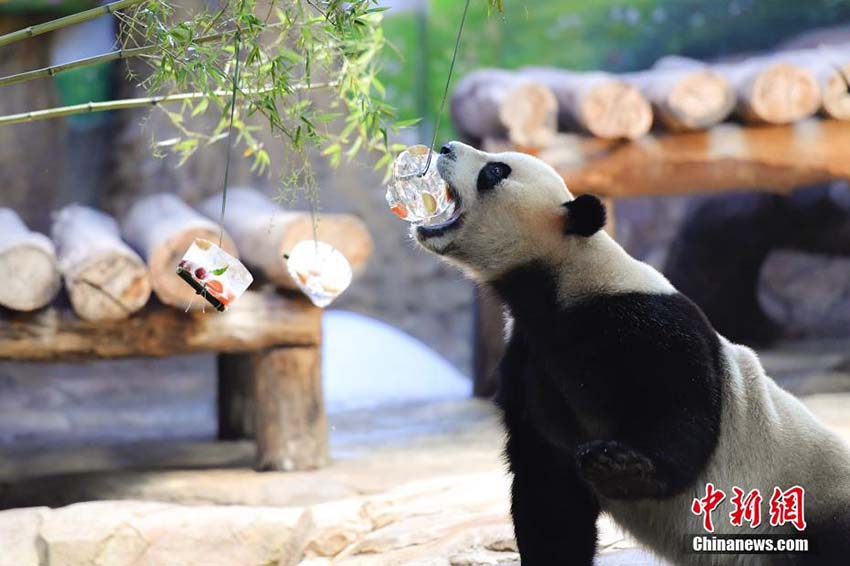 猛暑の広州、パンダはひんやり