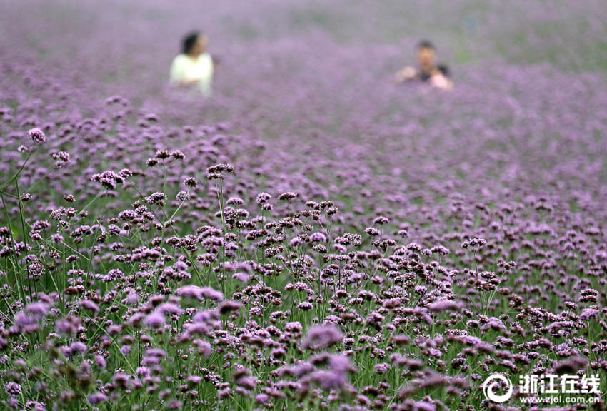 一面に広がる紫色の花の海 杭州のヤナギハナガサの花畑