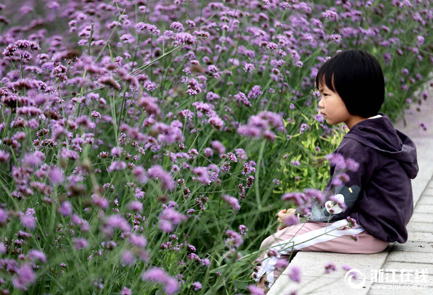 一面に広がる紫色の花の海 杭州のヤナギハナガサの花畑
