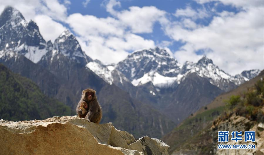 野生サルたちの楽園 チベット自治区ギャツァ県