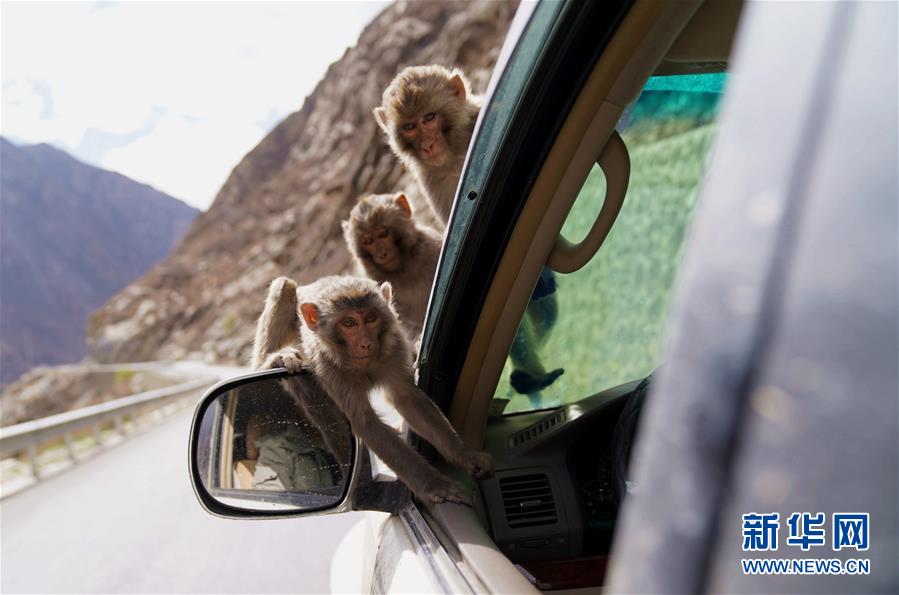 野生サルたちの楽園 チベット自治区ギャツァ県