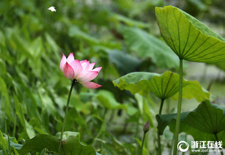 美しく幻想的なハスの花　杭州・西湖でシーズン先立ち一部が開花