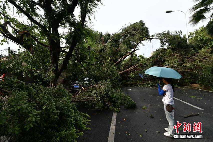 暴風雨により市内各所で街路樹根こそぎなぎ倒される　福建省