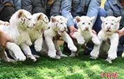 済南野生動物世界で5つ子のホワイトタイガーの赤ちゃん公開
