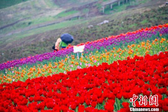 江布拉克景勝地で150万株の色とりどりなチューリップが満開に　新疆