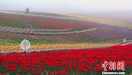 江布拉克景勝地で150万株の色とりどりなチューリップが満開に　新疆