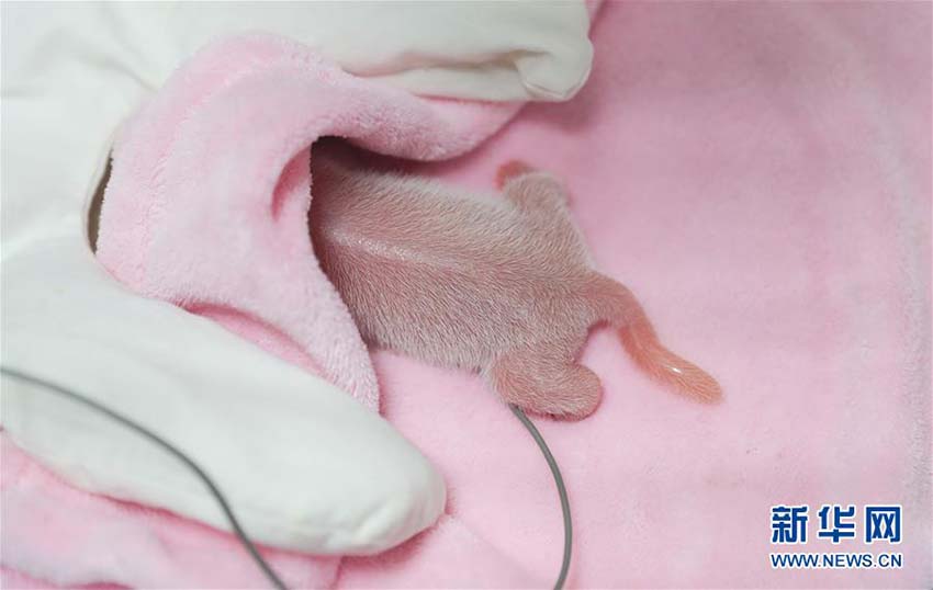 成都パンダ繁育研究基地でオスメス双子の赤ちゃんパンダが誕生