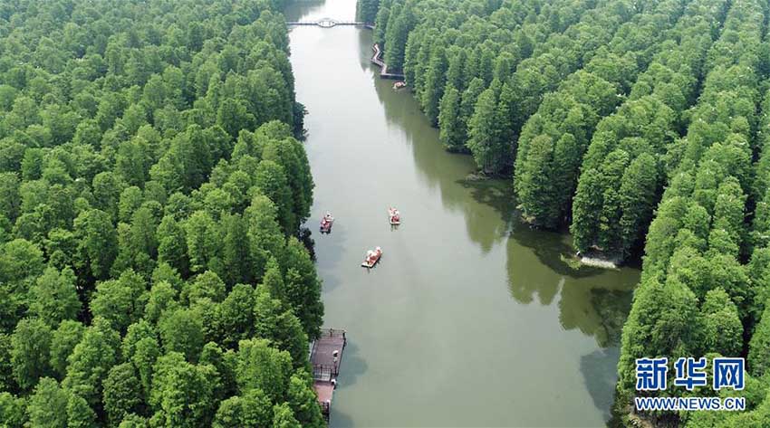 まるで絵巻物の世界、「水上森林公園」を巡る　江蘇省