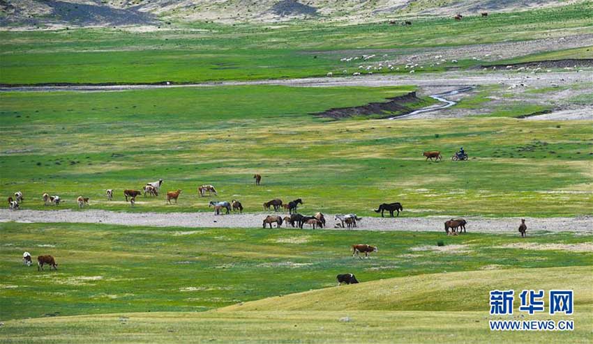 内蒙古草原、青々とした草が生い茂るシーズンに