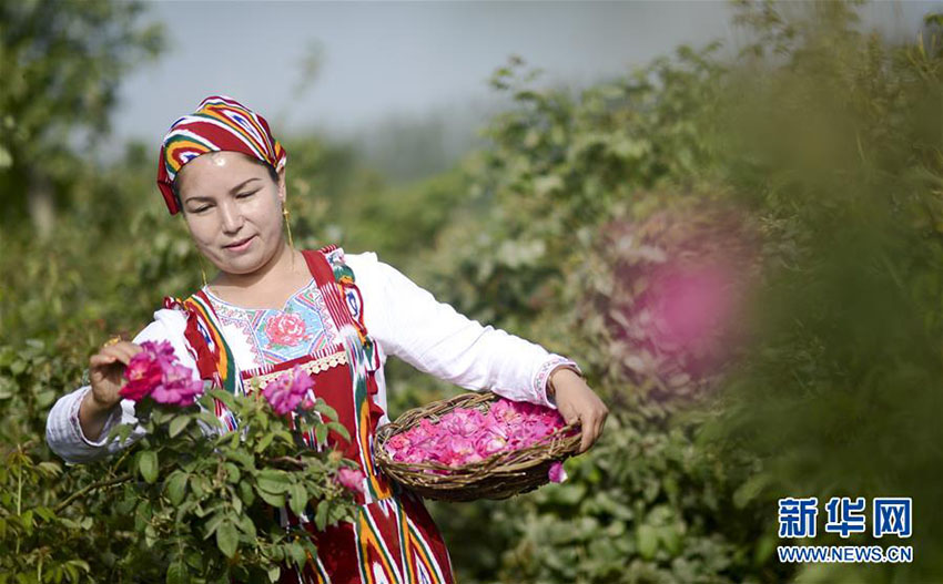新疆の和田地区でバラ満開　ローズオイルが地元住民の増収に