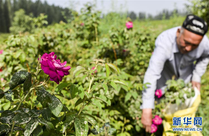新疆の和田地区でバラ満開　ローズオイルが地元住民の増収に