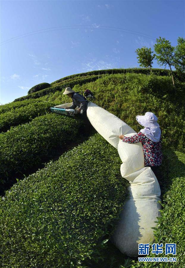 湖北省宣恩県で夏茶の収穫シーズン　機械化で作業効率アップ