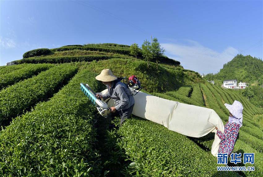 湖北省宣恩県で夏茶の収穫シーズン　機械化で作業効率アップ