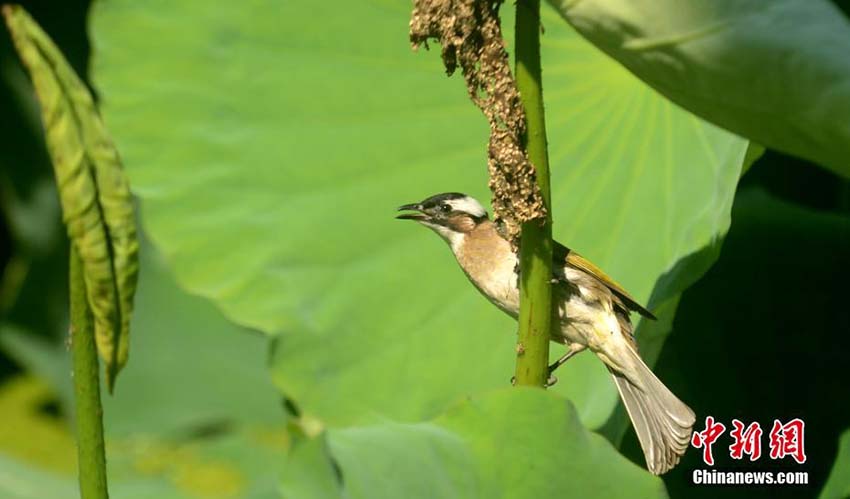 ちょっと一休み　ハスの蕾と小鳥の美しいコラボ　江蘇省