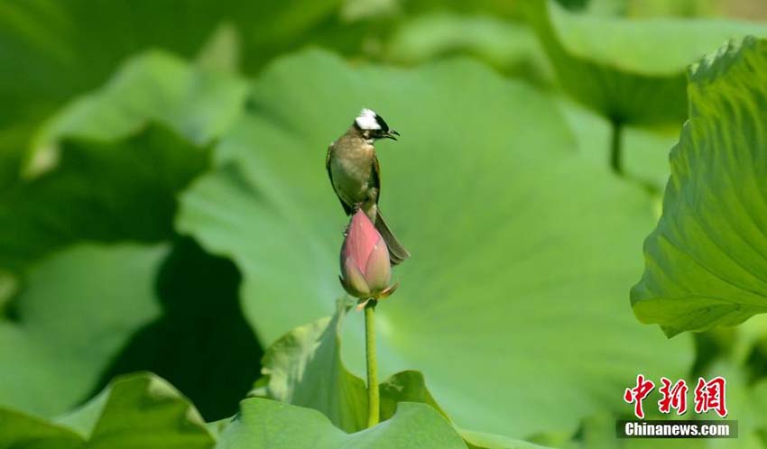 ちょっと一休み　ハスの蕾と小鳥の美しいコラボ　江蘇省
