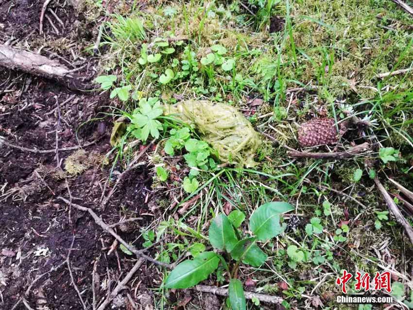 四川省黄龍自然保護区で7度目となる野生パンダ発見