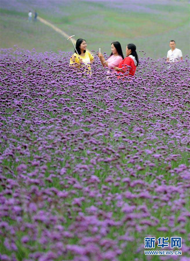 あたり一面が紫一色に 貴州省の馬露塘生態修復区でバーベナ満開
