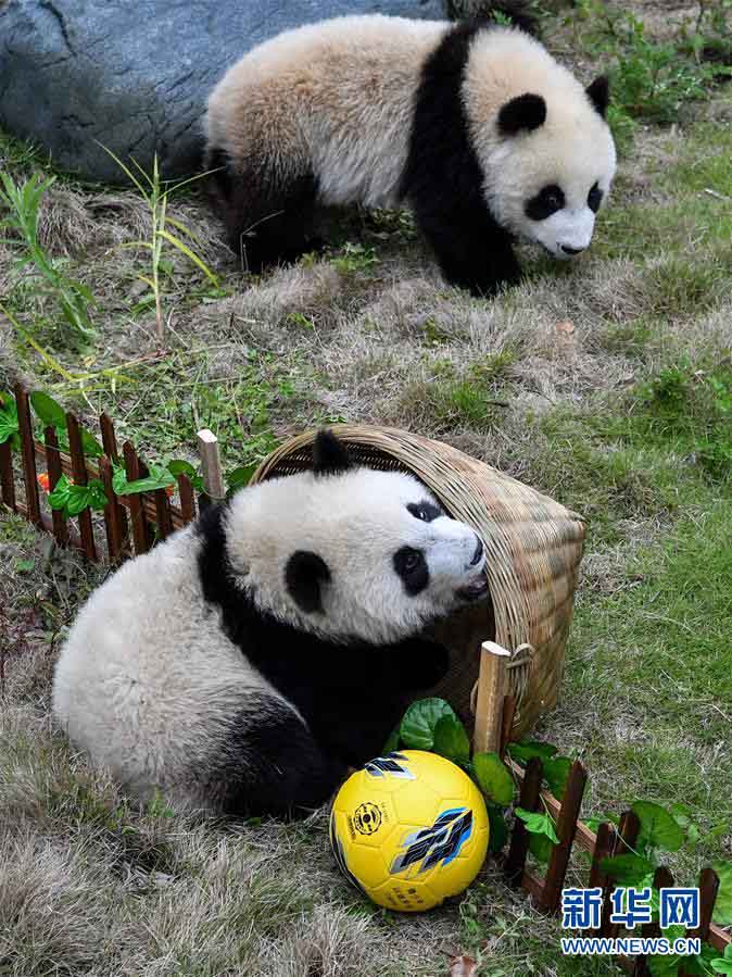 祝W杯開幕！赤ちゃんパンダも「パンダサッカー大会」　四川省