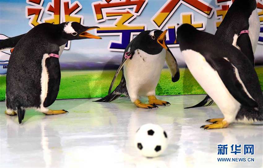 ペンギンもW杯に参戦！