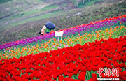 江布拉克景勝地で150万株の色とりどりなチューリップが満開に