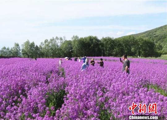 黄土高原のルピナスの花が満開に　甘粛省