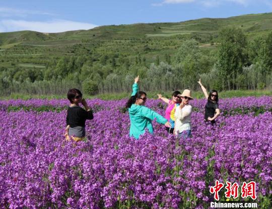 黄土高原のルピナスの花が満開に　甘粛省