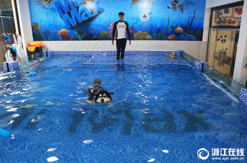 暑い日にはワンちゃんもプールでひと泳ぎが人気に　浙江省