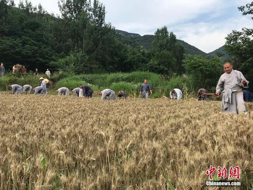 小麦の収穫も修行のうち！少林寺の修行僧による「農禅」　河南省