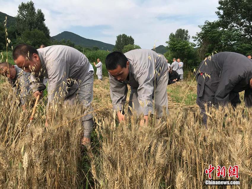 小麦の収穫も修行のうち！少林寺の修行僧による「農禅」　河南省