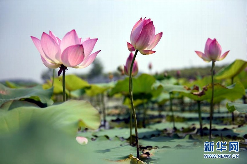 夏至到来　中国各地のハス池ですがすがしい気分に