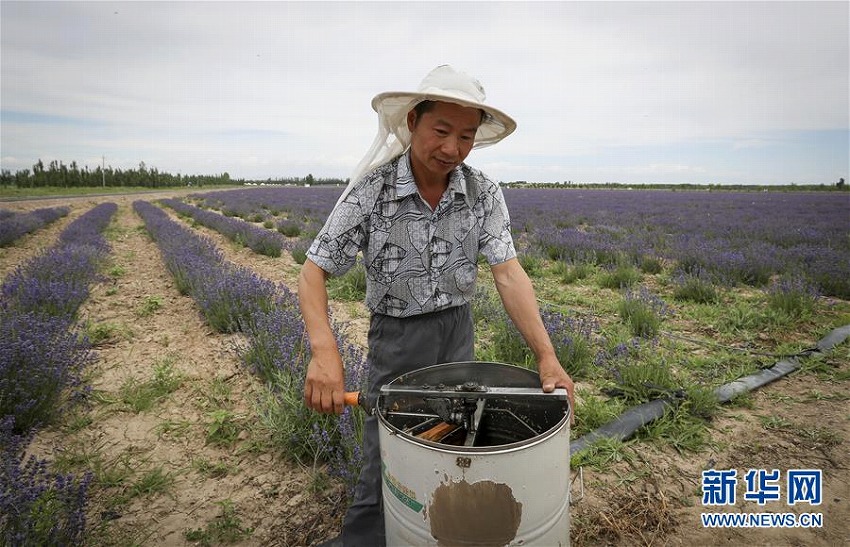 新疆でラベンダー満開に　蜜の収穫を始める養蜂家