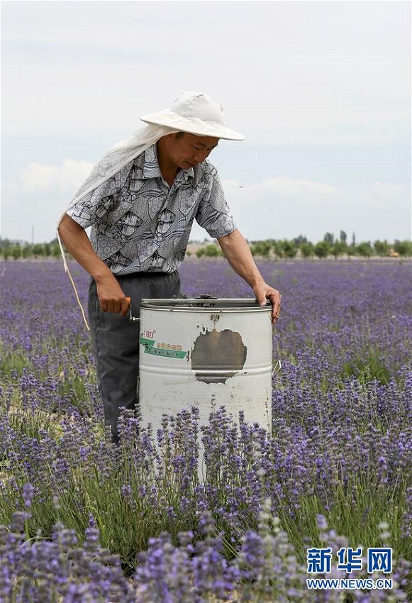 新疆でラベンダー満開に　蜜の収穫を始める養蜂家