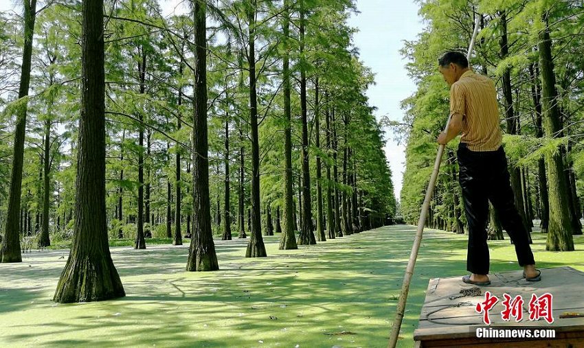 心癒す森林風景　緑の木々が生い茂る武漢市の漲渡湖湿地